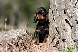 KING CHARLES SPANIEL 145